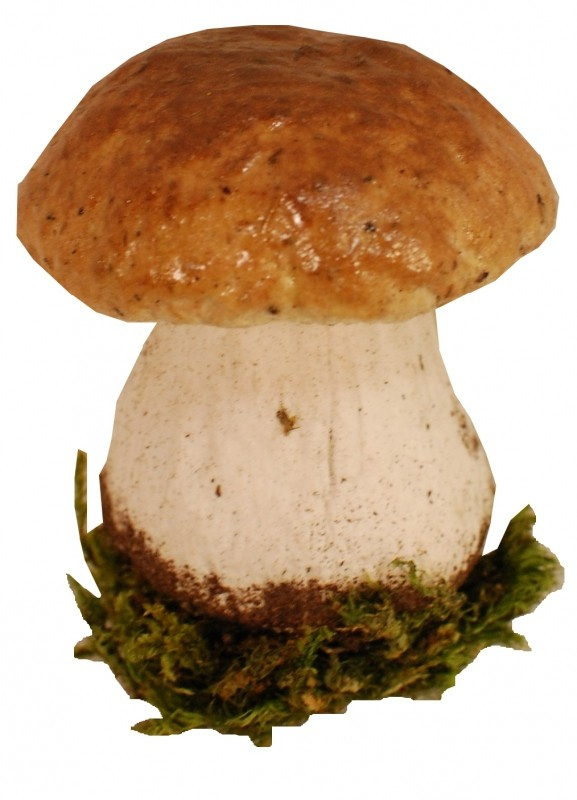 Гриб Боровик на белом фоне