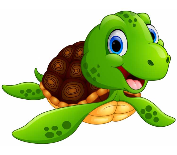 Черепаха на белом фоне