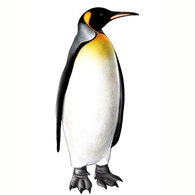 Королевский Пингвин на белом фоне