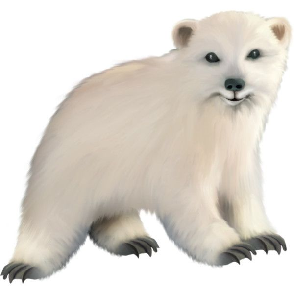 Медведь на белом фоне