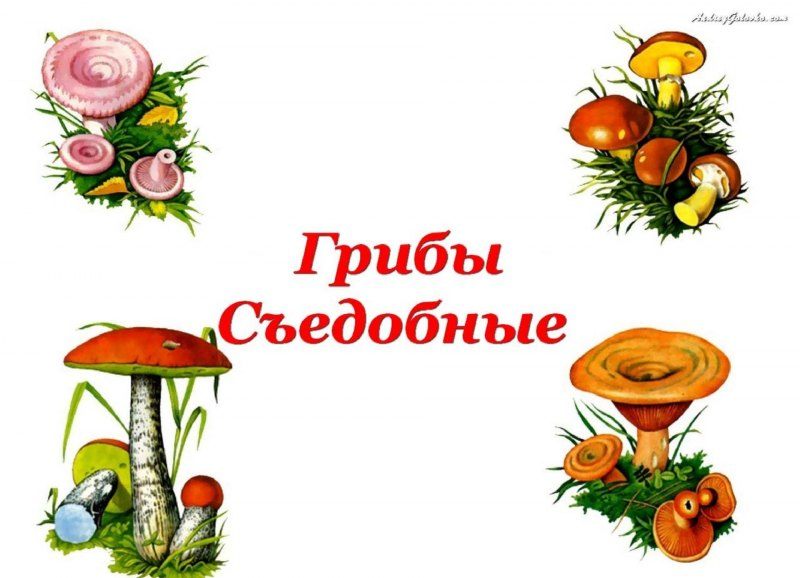 Грибы: съедобные и несъедобные