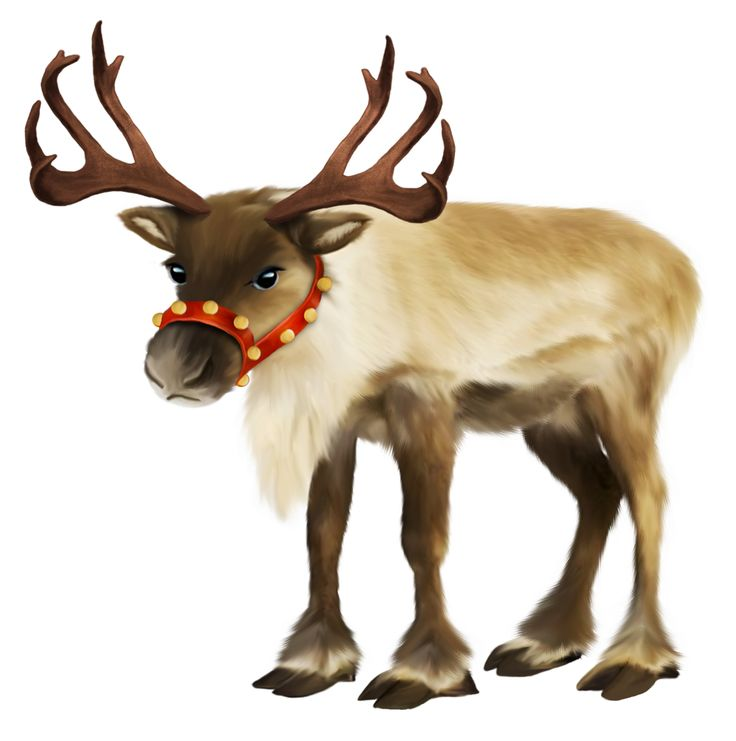 Северный олень на белом фоне