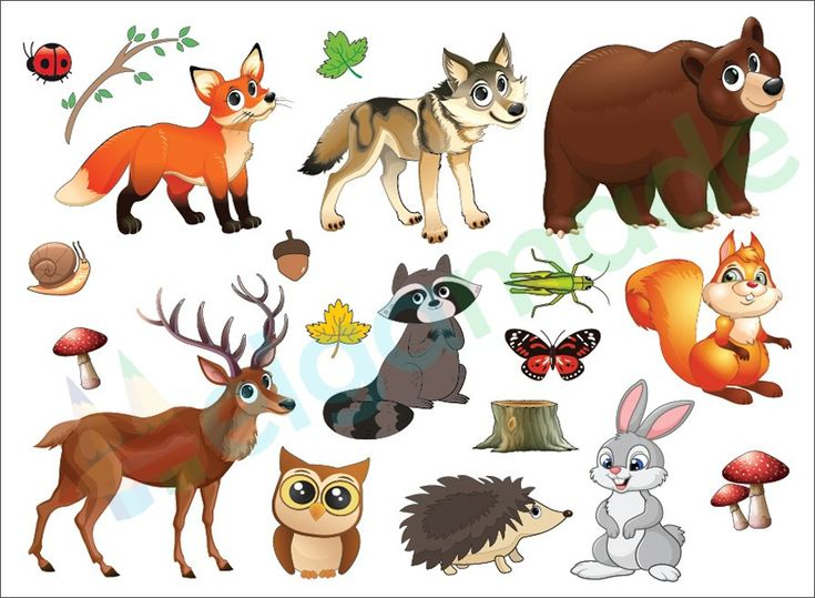 Обитатели леса для детей