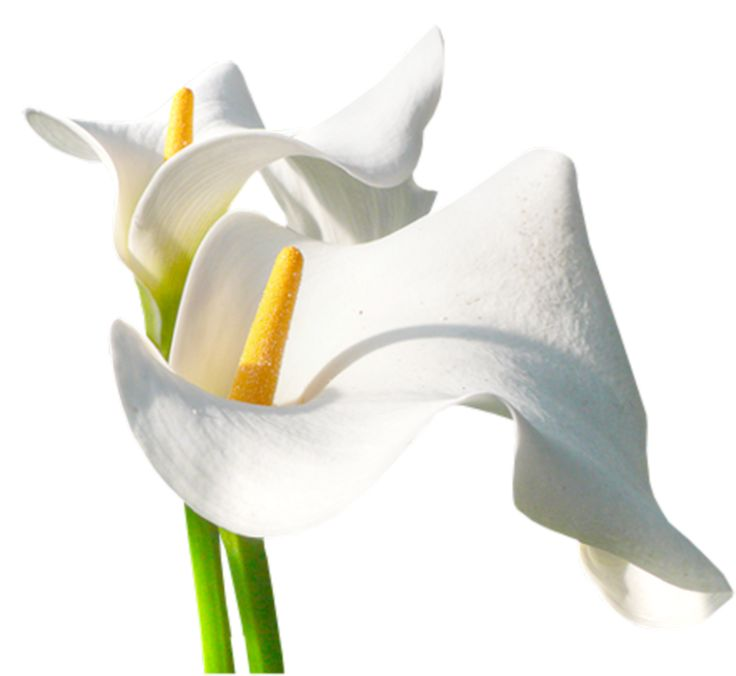 Calla Lily цветок