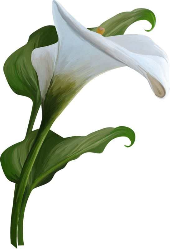 Calla Lily цветок листья
