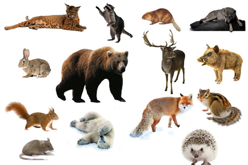 Дети диких животных