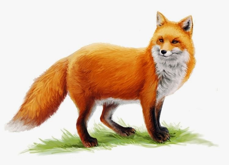 Лисица на белом фоне