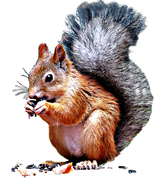Белочка клипарт