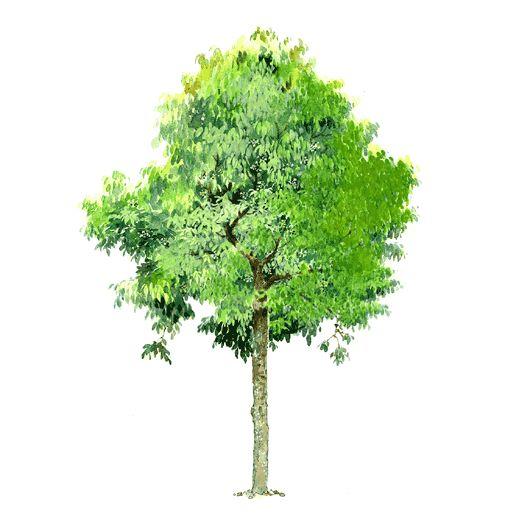 Высокое дерево на прозрачном фоне