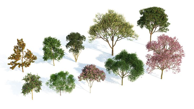 Дерево без фона