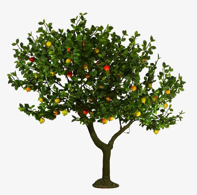 Яблоня айвовое дерево