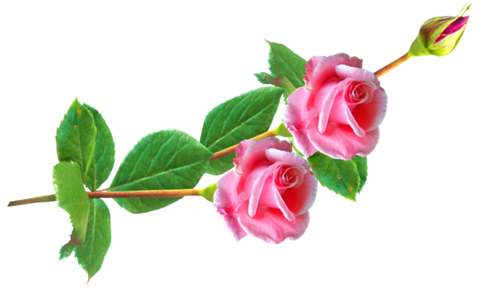 Картинки цветы на прозрачном фоне