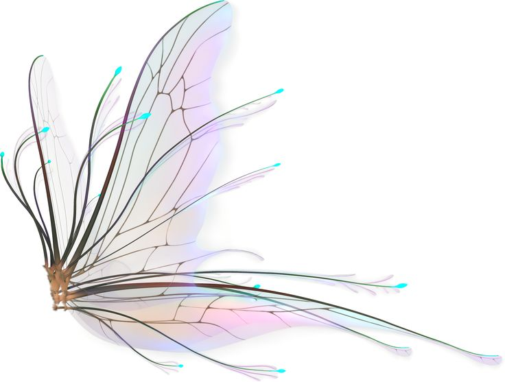 Прозрачные Крылья