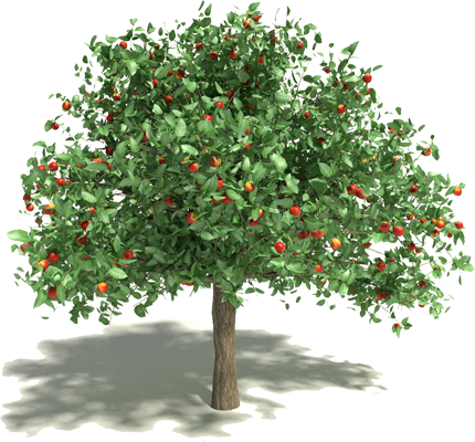 Яблоня малус доместика