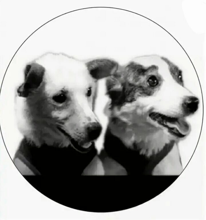 Белка и стрелка иллюстрация