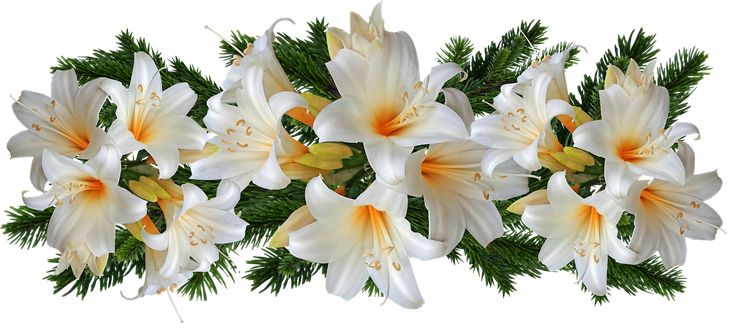 Белые лилии