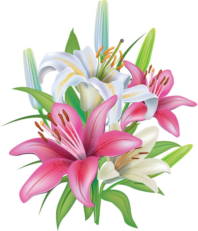 Цветы на прозрачном фоне
