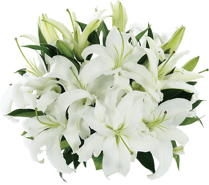 Букет лилий PNG
