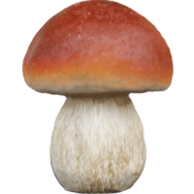 Гриб Боровик на белом фоне