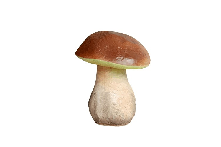 Гриб Боровик на белом фоне