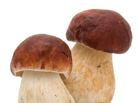 Гриб Боровик на белом фоне для детей