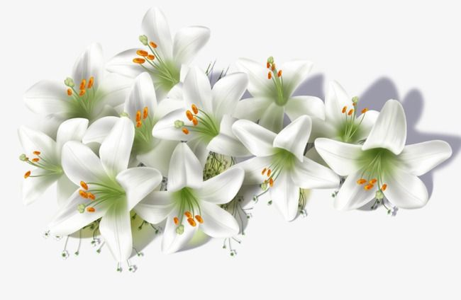 Цветы на белом фоне