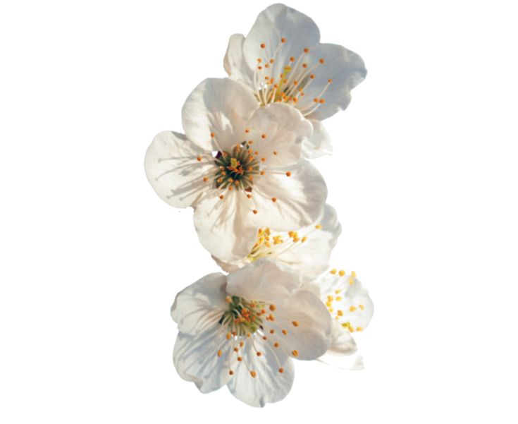 Белые цветы