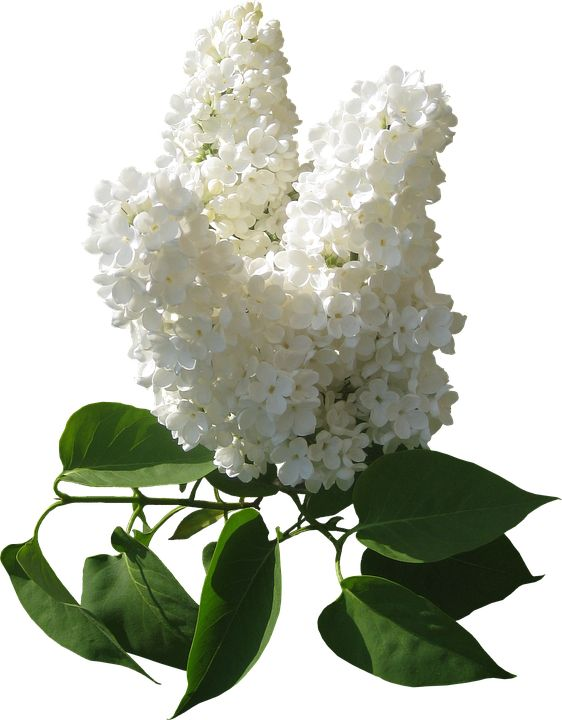 Ветка белой сирени