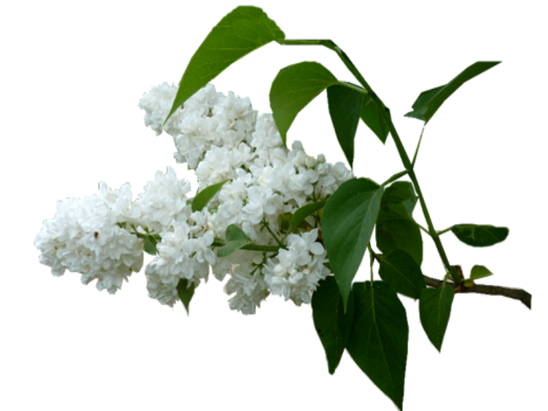 Сирень белая куст