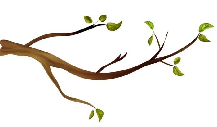 Ветка дерева