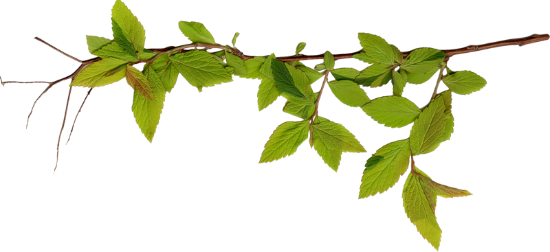 Ветка на прозрачном фоне