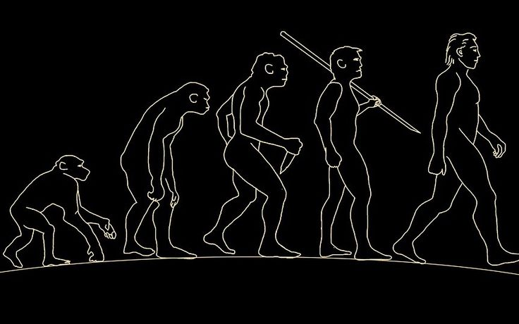 От обезьяны до человека