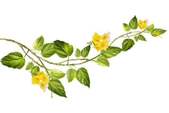 Ветка растения