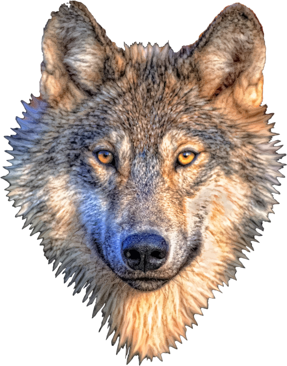 Волк на прозрачном фоне