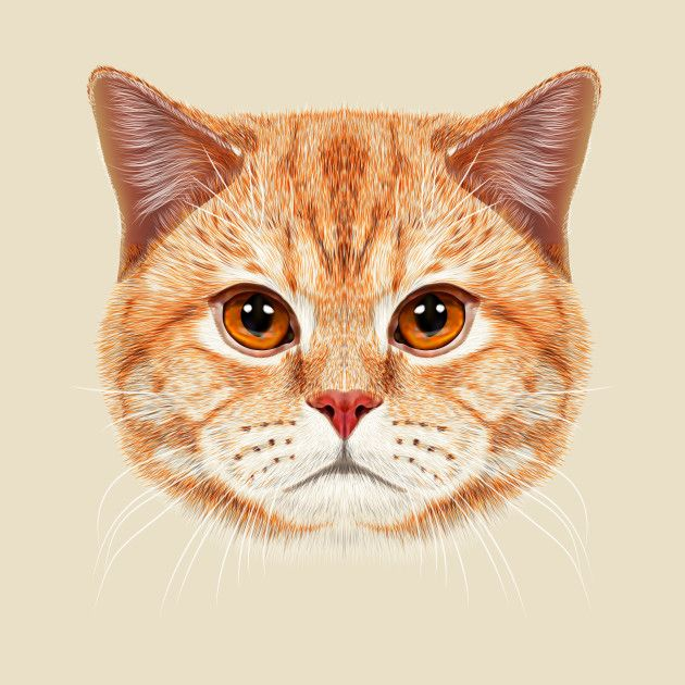 Кошачья мордашка