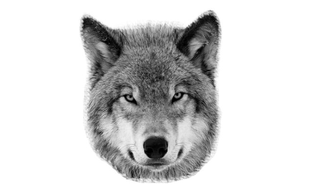 Лицо волка
