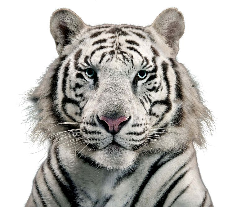 Тигр на прозрачном фоне