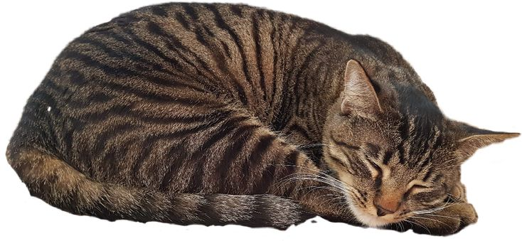 Кошка без фона