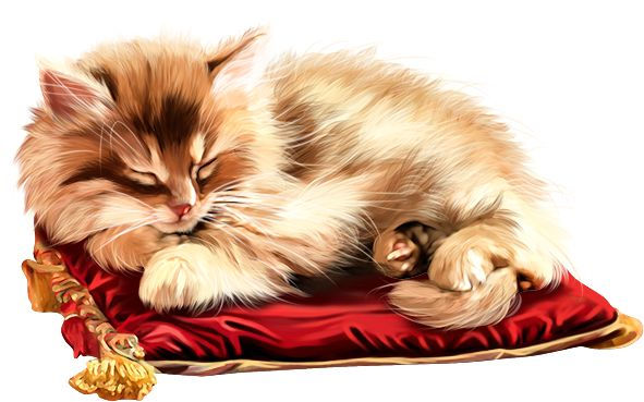 Спящий котенок на прозрачном фоне