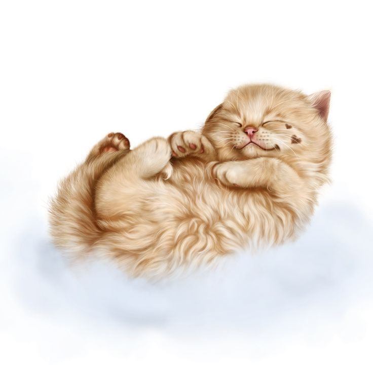 Спящий кот на прозрачном фоне