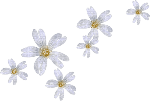Прозрачные цветы
