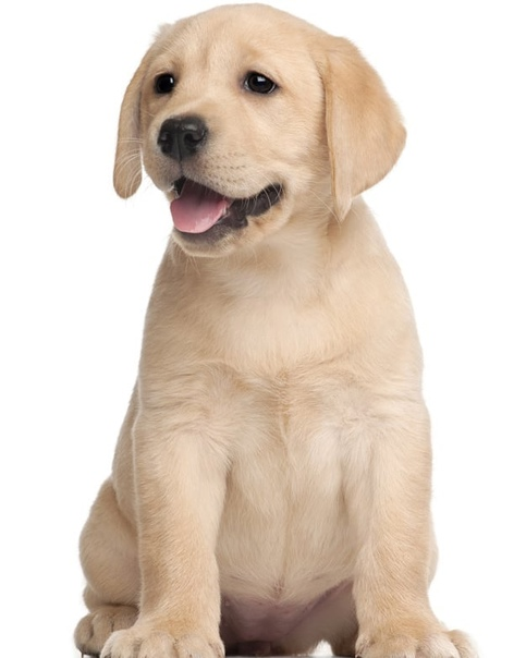 Лабрадор белый