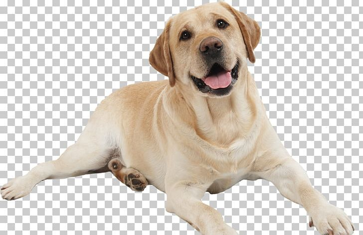 Лабрадор ретривер белый