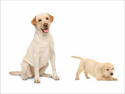 Лабрадор на белом фоне