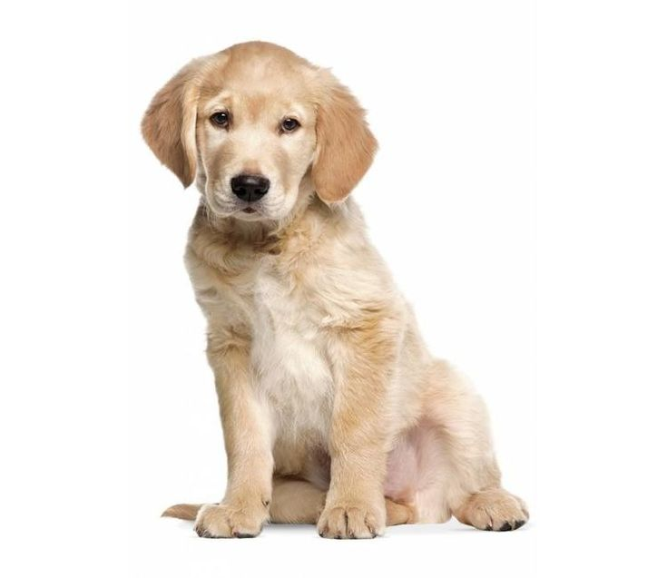 Золотистый ретривер