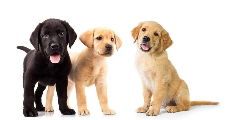 Щенок лабрадора