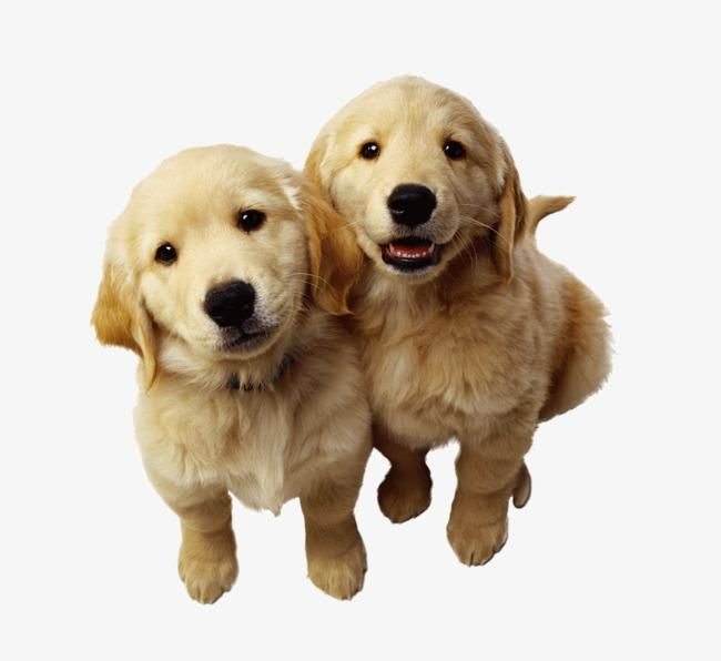 Паппи золотистый ретривер