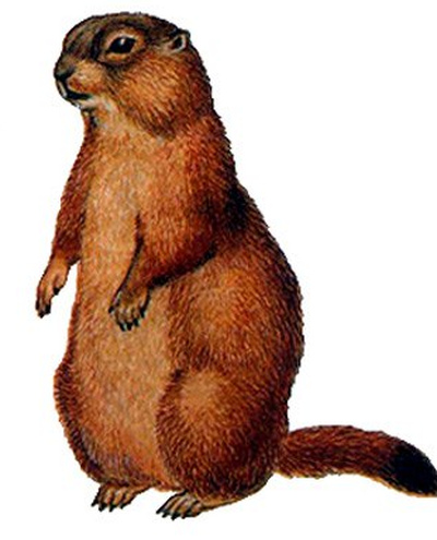 Красный сурок Marmota caudata