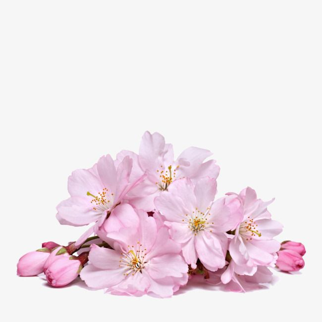 Черри блоссом цветок