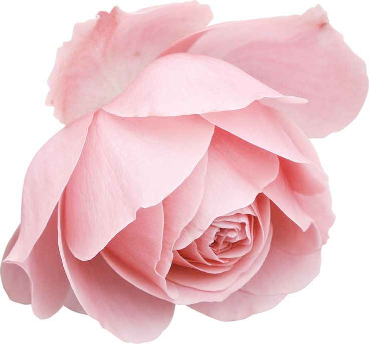 Роза Пинк Фловер